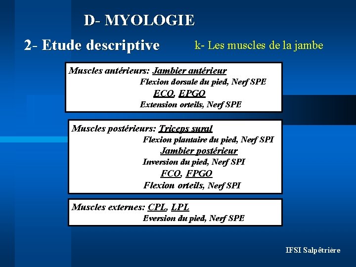 D- MYOLOGIE 2 - Etude descriptive k- Les muscles de la jambe Muscles antérieurs: