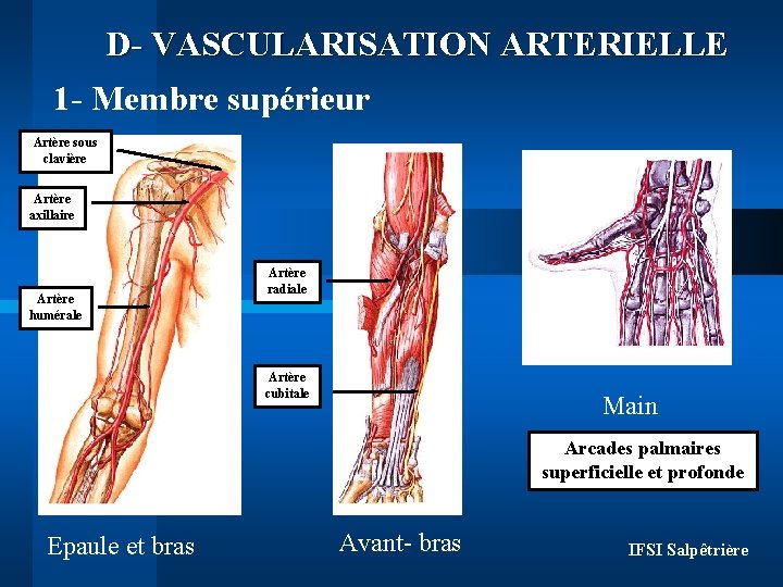 D- VASCULARISATION ARTERIELLE 1 - Membre supérieur Artère sous clavière Artère axillaire Artère humérale D- VASCULARISATION ARTERIELLE 1 - Membre supérieur Artère sous clavière Artère axillaire Artère humérale