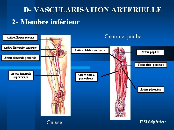 D- VASCULARISATION ARTERIELLE 2 - Membre inférieur Genou et jambe Artère iliaque externe Artère