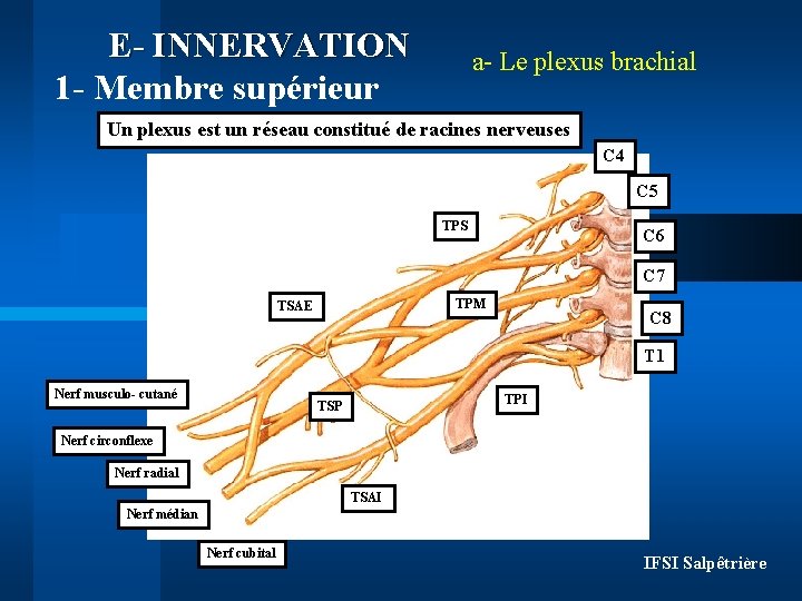 E- INNERVATION 1 - Membre supérieur a- Le plexus brachial Un plexus est un