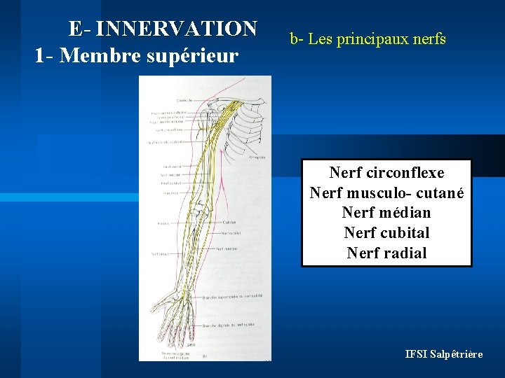 E- INNERVATION 1 - Membre supérieur b- Les principaux nerfs Nerf circonflexe Nerf musculo-