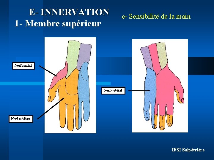 E- INNERVATION 1 - Membre supérieur c- Sensibilité de la main Nerf radial Nerf