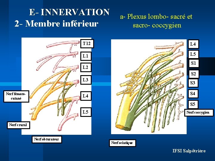 E- INNERVATION 2 - Membre inférieur a- Plexus lombo- sacré et sacro- coccygien T E- INNERVATION 2 - Membre inférieur a- Plexus lombo- sacré et sacro- coccygien T