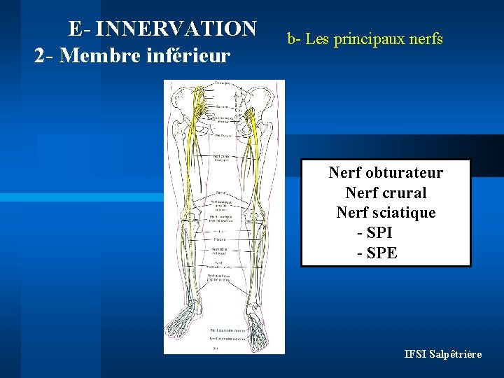 E- INNERVATION 2 - Membre inférieur b- Les principaux nerfs Nerf obturateur Nerf crural