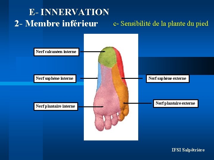 E- INNERVATION 2 - Membre inférieur c- Sensibilité de la plante du pied Nerf