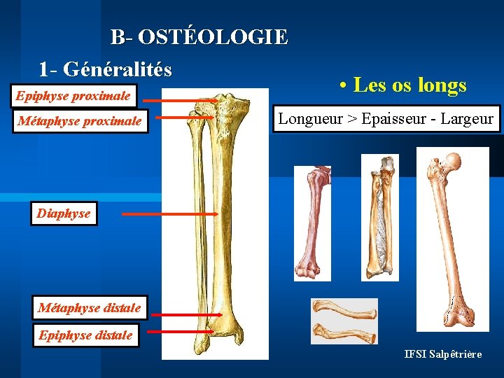 B- OSTÉOLOGIE 1 - Généralités Epiphyse proximale Métaphyse proximale • Les os longs Longueur