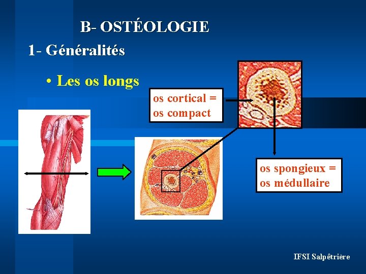 B- OSTÉOLOGIE 1 - Généralités • Les os longs os cortical = os compact