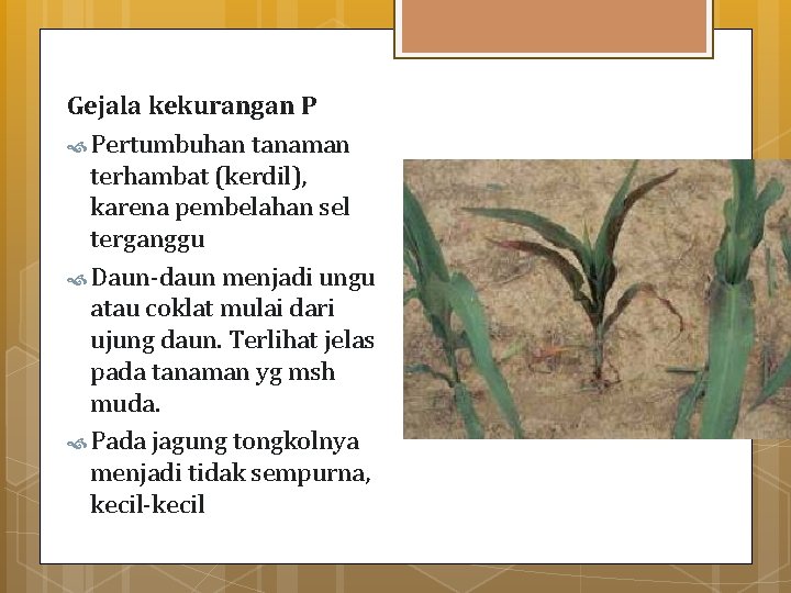 Gejala kekurangan P Pertumbuhan tanaman terhambat (kerdil), karena pembelahan sel terganggu Daun-daun menjadi ungu