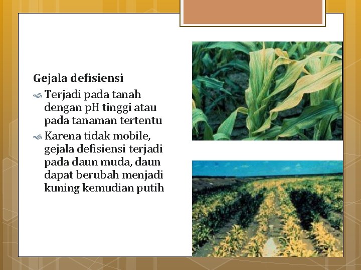 Gejala defisiensi Terjadi pada tanah dengan p. H tinggi atau pada tanaman tertentu Karena