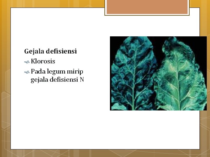 Gejala defisiensi Klorosis Pada legum mirip gejala defisiensi N 