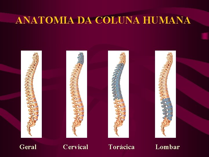 ANATOMIA DA COLUNA HUMANA Geral Cervical Torácica Lombar 