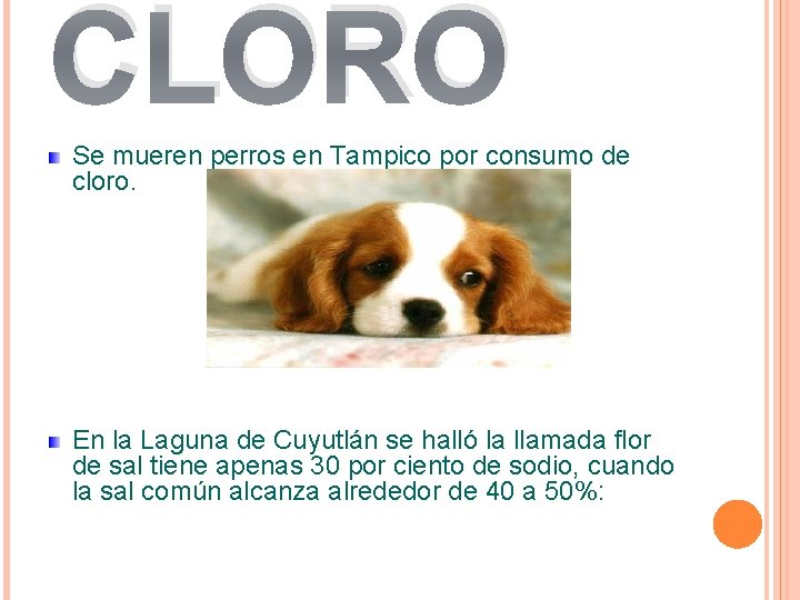 CLORO Se mueren perros en Tampico por consumo de cloro. En la Laguna de CLORO Se mueren perros en Tampico por consumo de cloro. En la Laguna de