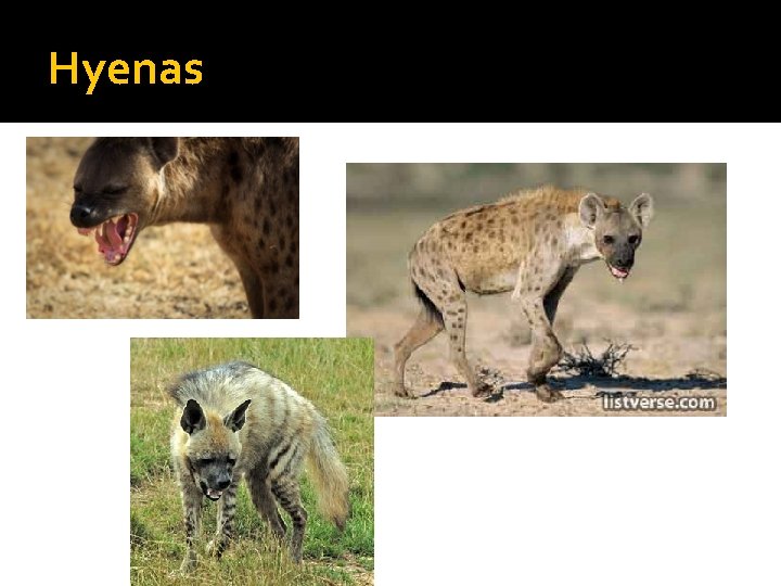 Hyenas 