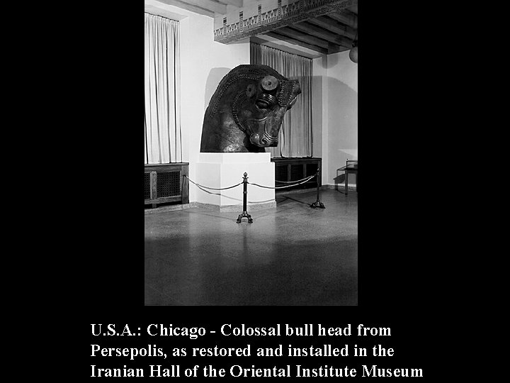 U. S. A. : Chicago - Colossal bull head from Persepolis, as restored and