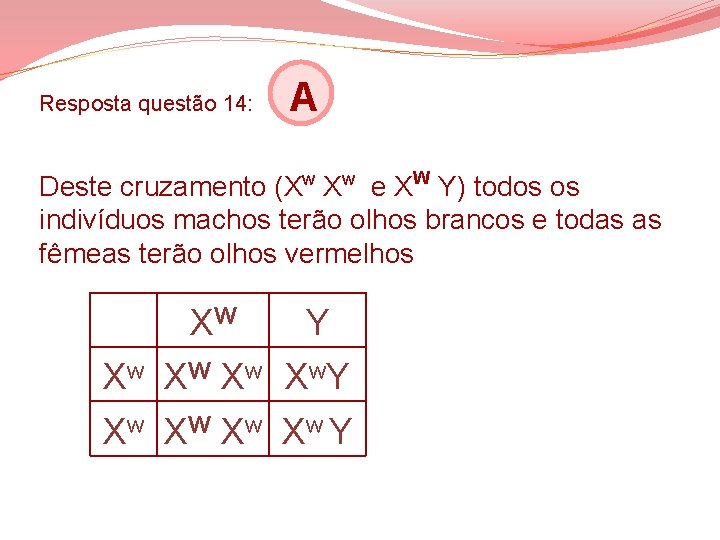 Resposta questão 14: A Deste cruzamento (Xw Xw e XW Y) todos os indivíduos Resposta questão 14: A Deste cruzamento (Xw Xw e XW Y) todos os indivíduos