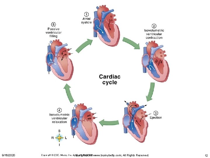 Cardiac Cycle 9/16/2020 copyright 2006 www. brainybetty. com; All Rights Reserved. 12 