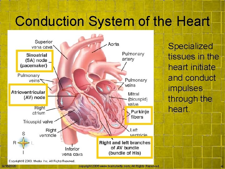 Conduction System of the Heart Specialized tissues in the heart initiate and conduct impulses