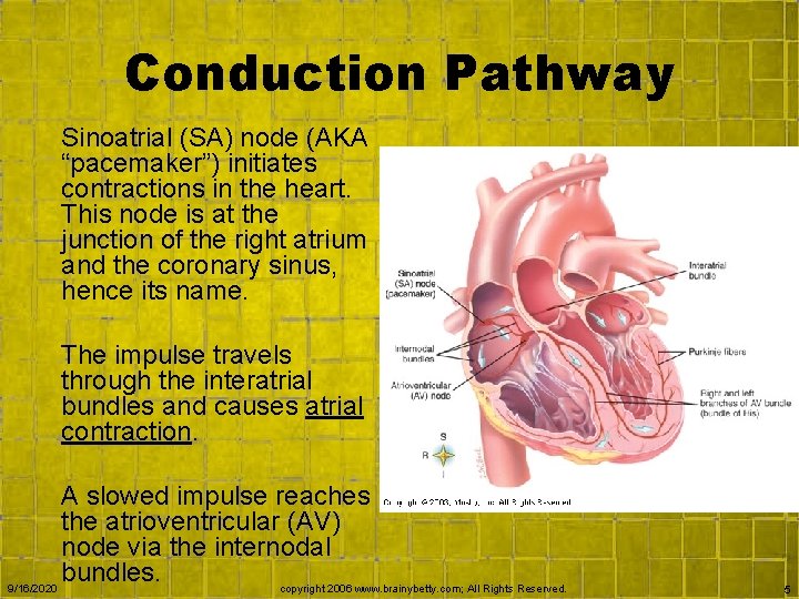 Conduction Pathway Sinoatrial (SA) node (AKA “pacemaker”) initiates contractions in the heart. This node