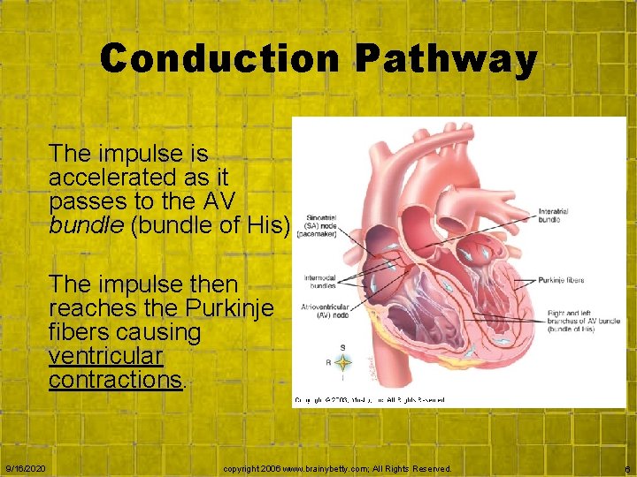 Conduction Pathway The impulse is accelerated as it passes to the AV bundle (bundle