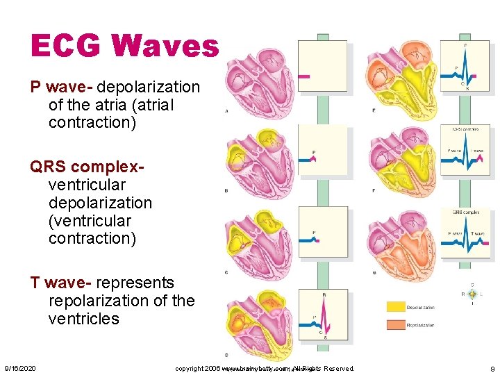 ECG Waves P wave- depolarization of the atria (atrial contraction) QRS complexventricular depolarization (ventricular