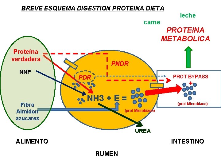 BREVE ESQUEMA DIGESTION PROTEINA DIETA leche carne PROTEINA METABOLICA Proteína verdadera NNP Fibra Almidon