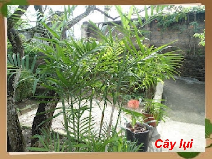 Cây lụi Cây lụi