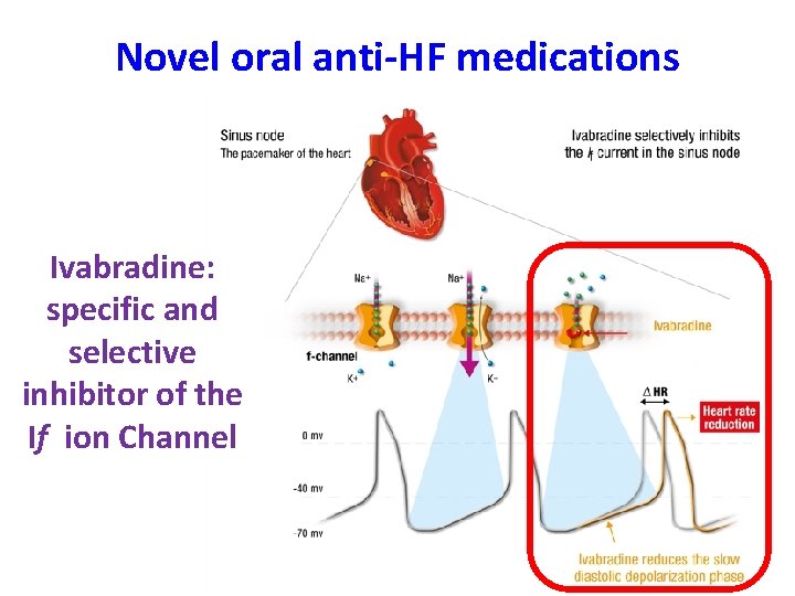 Novel oral anti-HF medications Ivabradine: specific and selective inhibitor of the If ion Channel