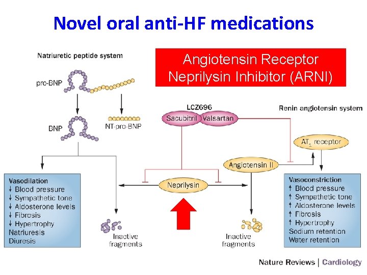 Novel oral anti-HF medications Angiotensin Receptor Neprilysin Inhibitor (ARNI) 