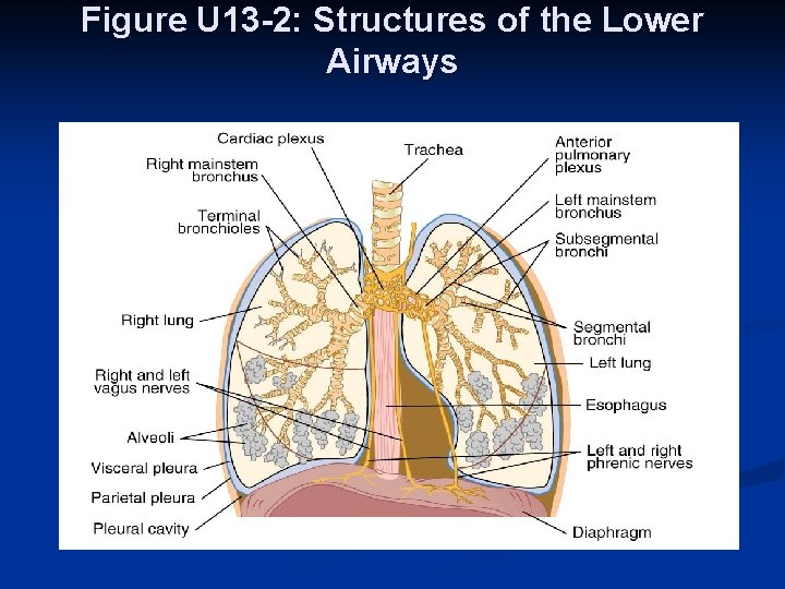 Figure U 13 -2: Structures of the Lower Airways 