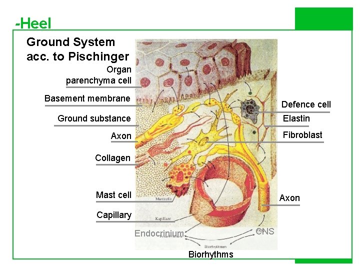 -Heel Ground System acc. to Pischinger Organ parenchyma cell Basement membrane Defence cell Ground