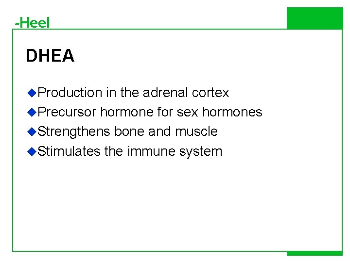 -Heel DHEA u. Production in the adrenal cortex u. Precursor hormone for sex hormones