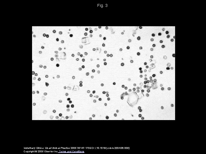 Fig. 3 Veterinary Clinics: Small Animal Practice 2005 35147 -170 DOI: (10. 1016/j. cvsm.