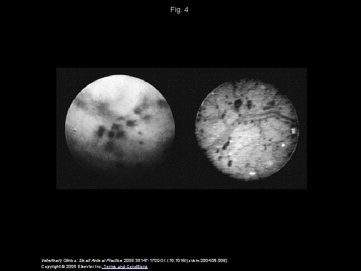 Fig. 4 Veterinary Clinics: Small Animal Practice 2005 35147 -170 DOI: (10. 1016/j. cvsm.