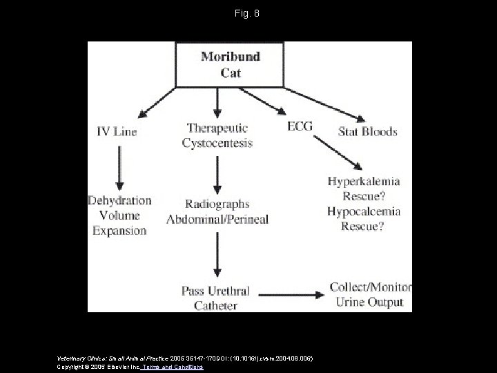 Fig. 8 Veterinary Clinics: Small Animal Practice 2005 35147 -170 DOI: (10. 1016/j. cvsm.