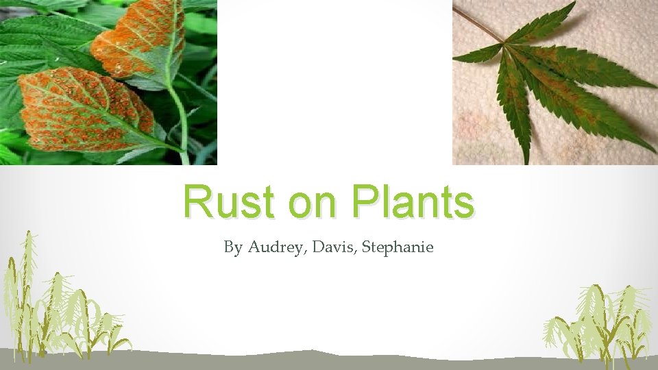 Rust on Plants By Audrey, Davis, Stephanie 