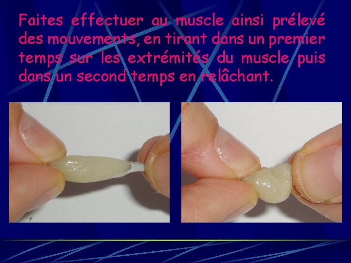 Faites effectuer au muscle ainsi prélevé des mouvements, en tirant dans un premier temps
