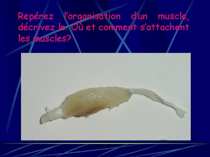 Repérez l’organisation d’un muscle, décrivez le. Où et comment s’attachent les muscles? 