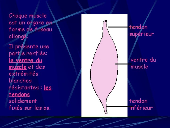 Chaque muscle est un organe en forme de fuseau allongé. Il présente une partie