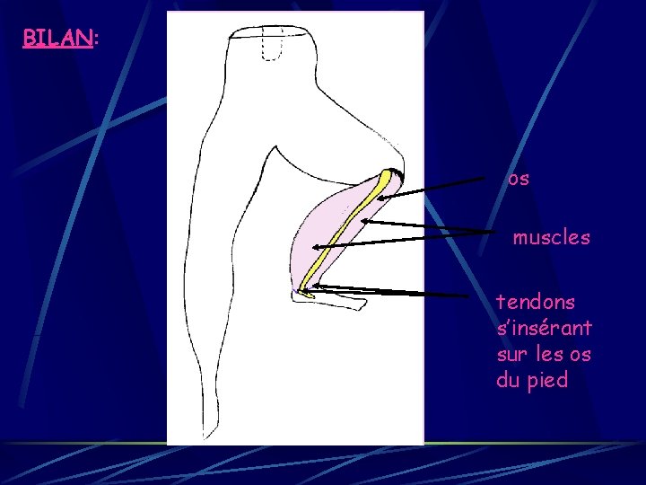 BILAN: os muscles tendons s’insérant sur les os du pied 