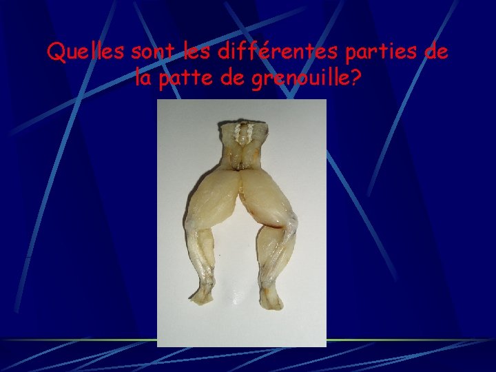 Quelles sont les différentes parties de la patte de grenouille? 