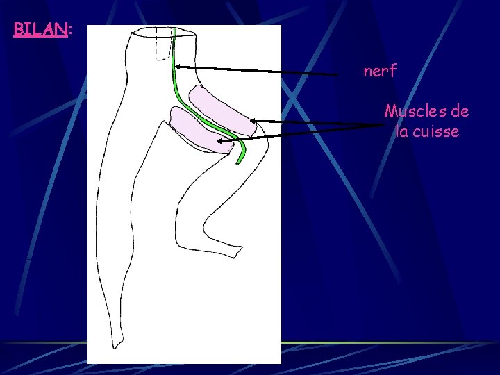 BILAN: nerf Muscles de la cuisse 