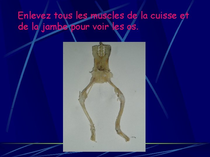 Enlevez tous les muscles de la cuisse et de la jambe pour voir les