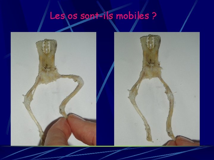 Les os sont-ils mobiles ? 