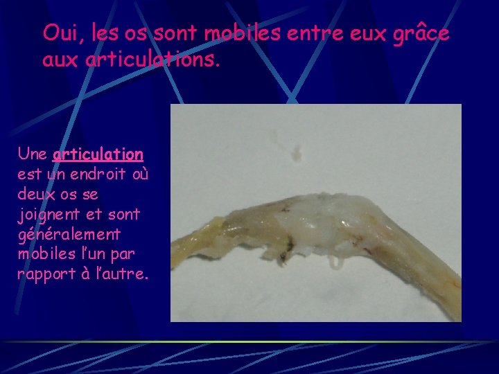 Oui, les os sont mobiles entre eux grâce aux articulations. Une articulation est un