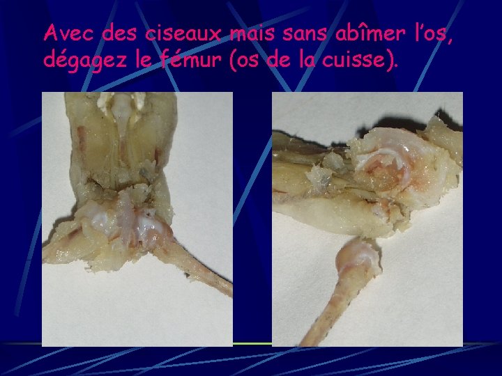 Avec des ciseaux mais sans abîmer l’os, dégagez le fémur (os de la cuisse).