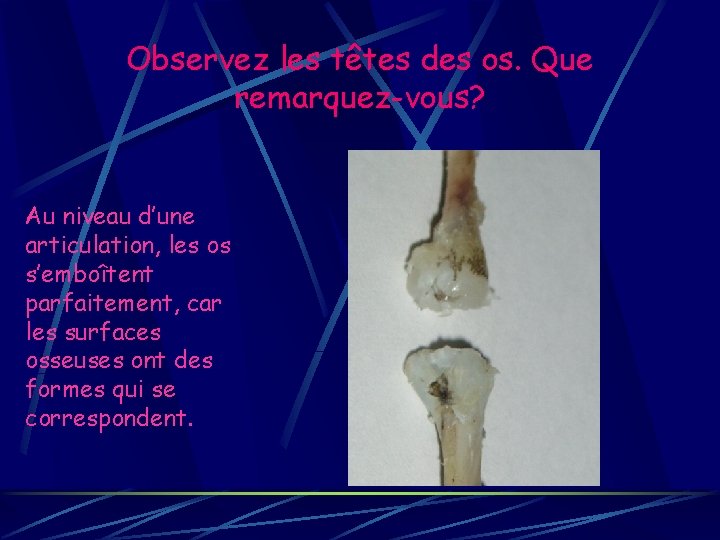 Observez les têtes des os. Que remarquez-vous? Au niveau d’une articulation, les os s’emboîtent