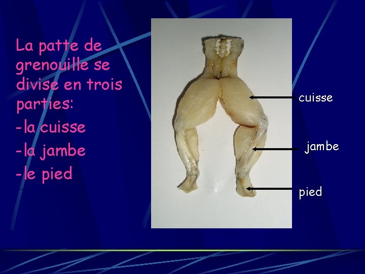 La patte de grenouille se divise en trois parties: -la cuisse -la jambe -le