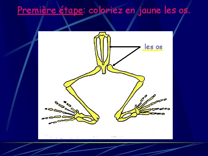 Première étape: coloriez en jaune les os 