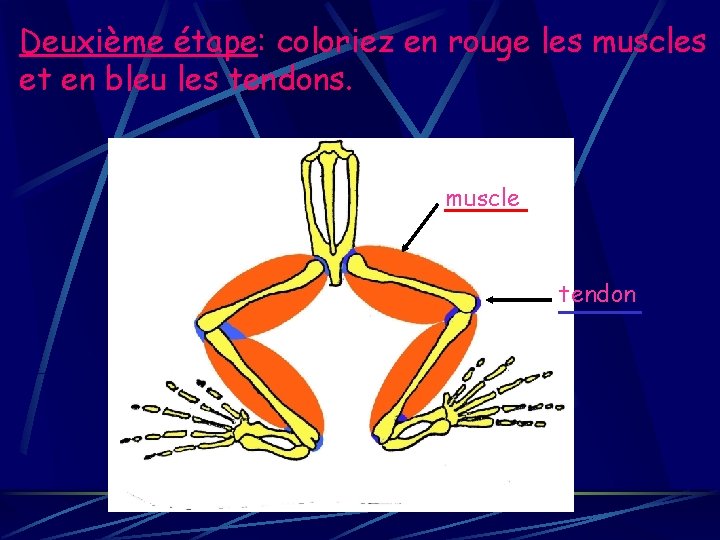 Deuxième étape: coloriez en rouge les muscles et en bleu les tendons. muscle tendon