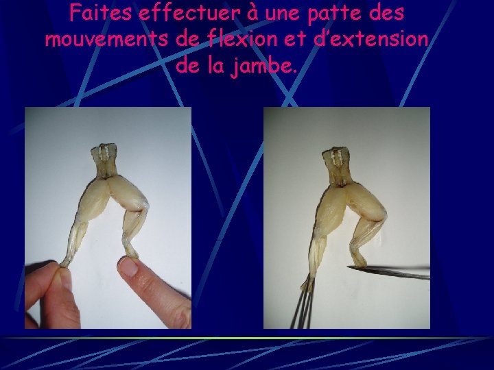 Faites effectuer à une patte des mouvements de flexion et d’extension de la jambe.